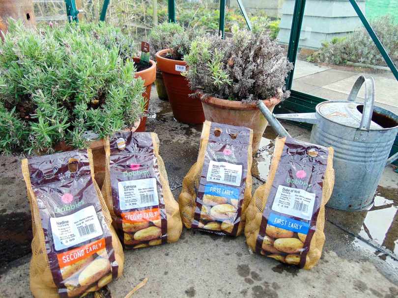 Picture of four varieties of seed potato - Nadine, Catriona, Arran Pilot and Duke of York