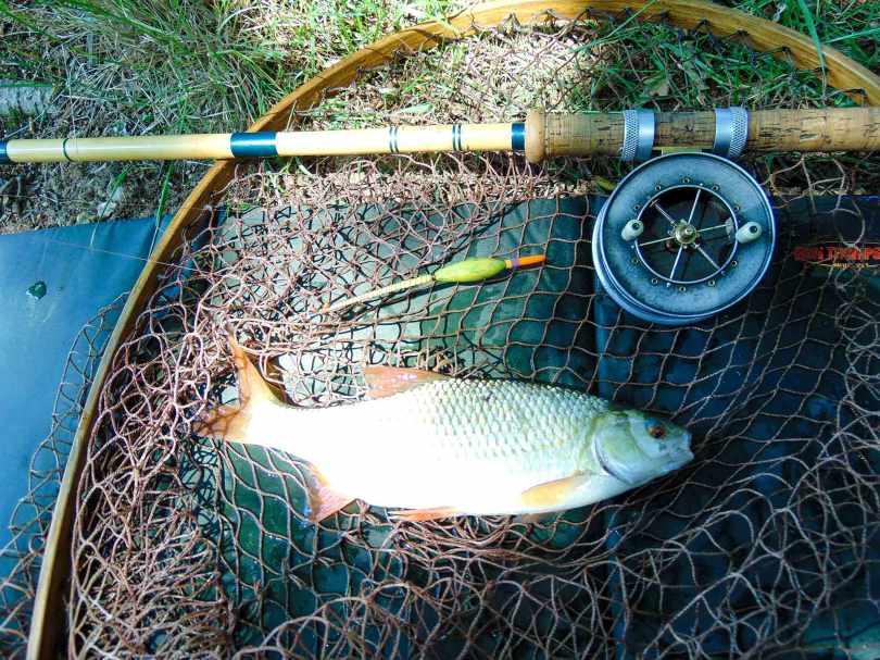 Picture of a Roach with quil float in a vintage landing net
