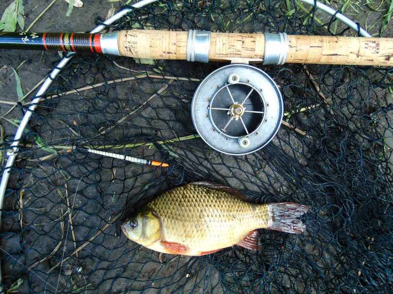 Picture of a crucian carp in a vintage landing net