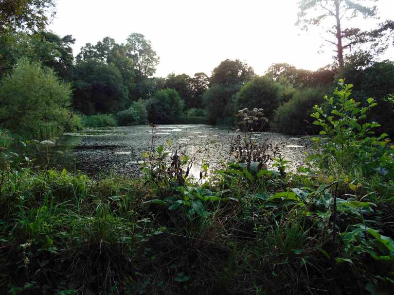 Picture of an overgrown pond