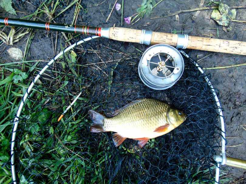 Picture of a Crucian Carp in a vintage landing net alongside an R Sealey cane fishing rod and Allcock Arial Popular three inch reel.