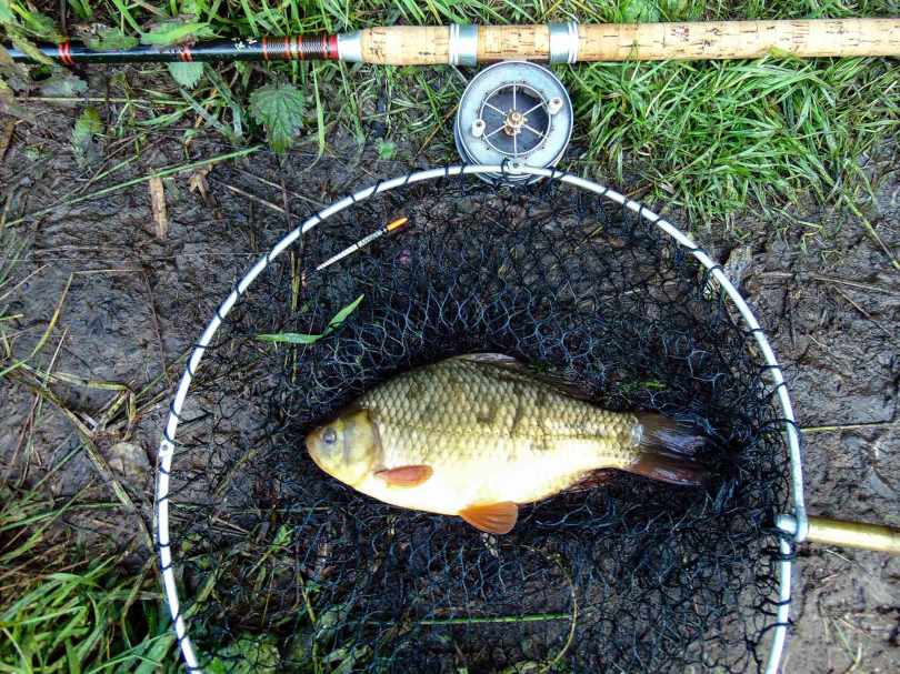 Picture of a Crucian Carp in a vintage landing net alongside an R Sealey cane fishing rod and Allcock Aerial Popular three inch reel.