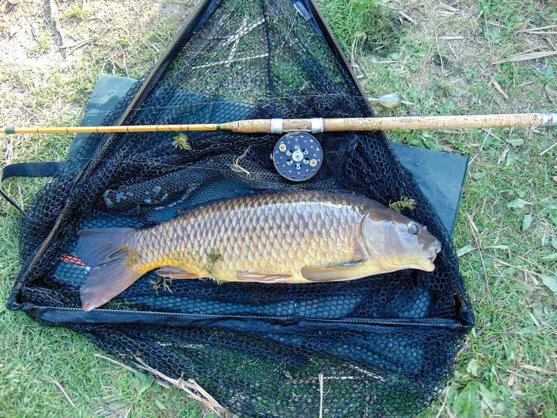 Common Carp on landing net with rod and reel